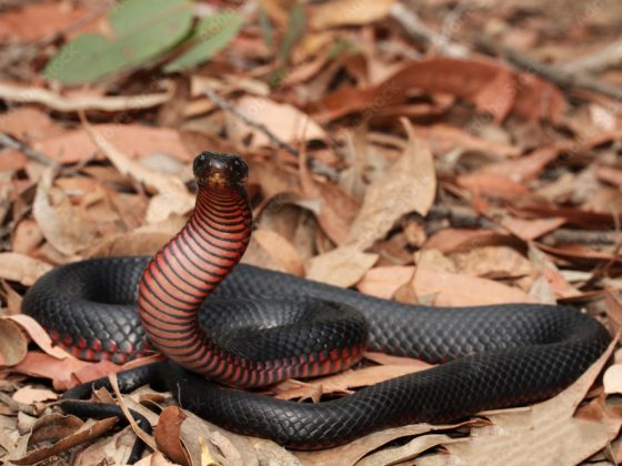 Snakes of Australia Red Belly Black