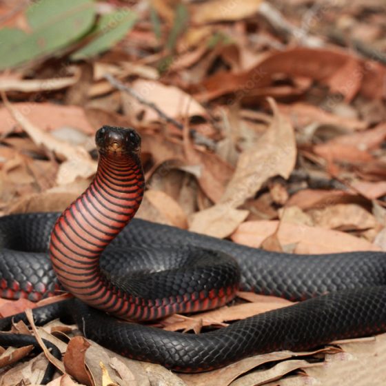 Snakes of Australia Red Belly Black