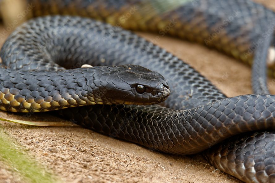 snakes of Australia tiger snake