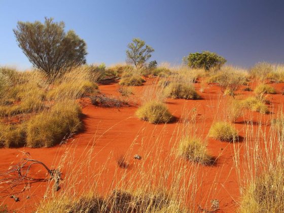 Spinifex