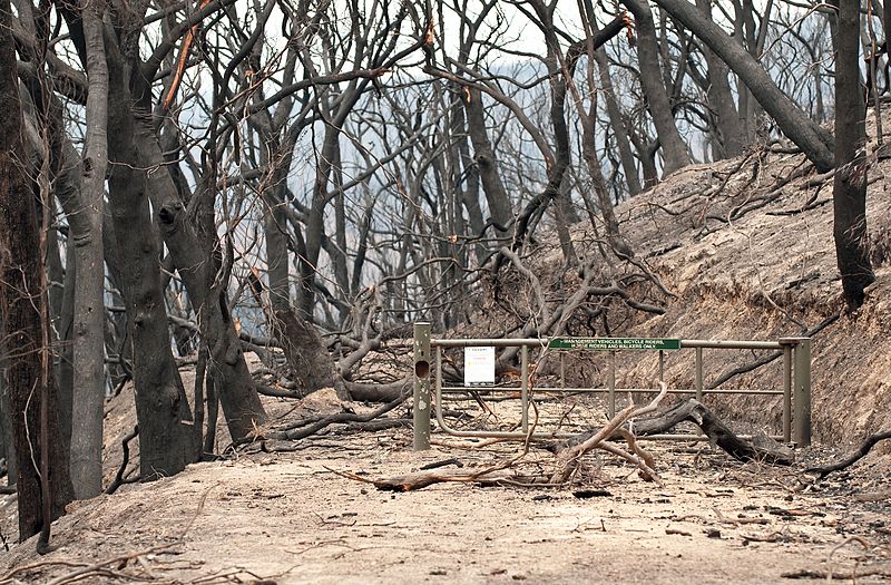 National Parks NSW and State Forests ask for patience as they begin re-opening parks and tracks after bushfires