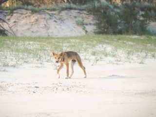 This is about the closest you should approach a Dingo