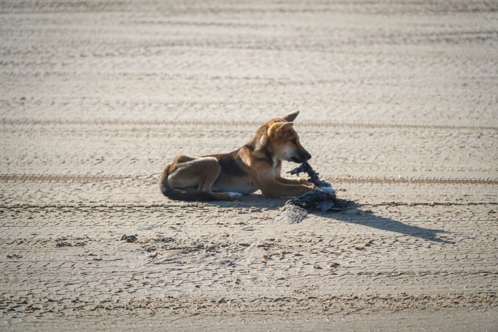 This young Dingo has found a dead seabird for lunch