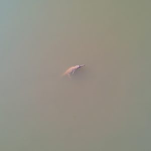 Dcim/100media/dji 0109.jpg