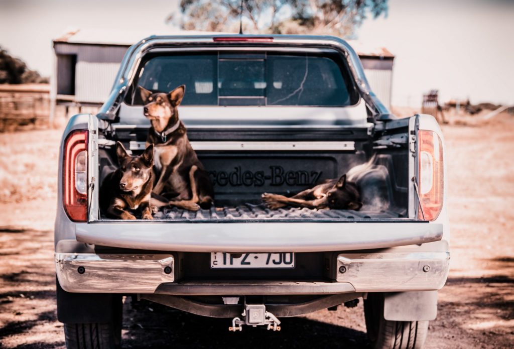 The X-Class has some handy adaptable load securing rails in the tub. Kelpies not included, however.