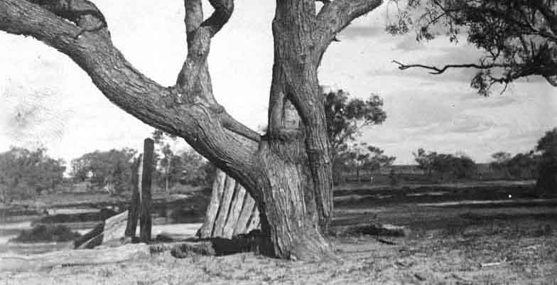 Bourke and wills dig tree