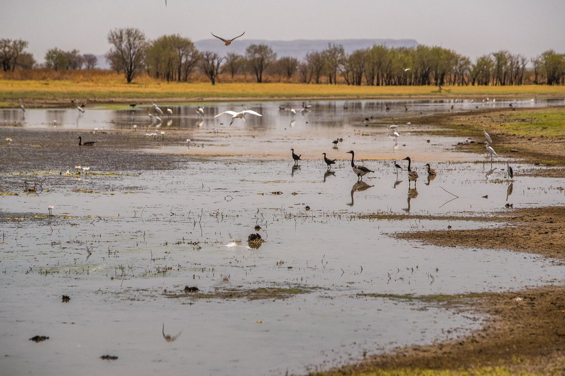 parry lagoon - kimberley