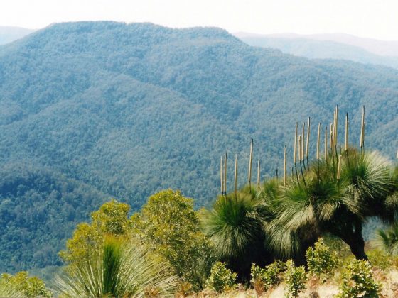 Mount Allyn Photographed From Cabrebald