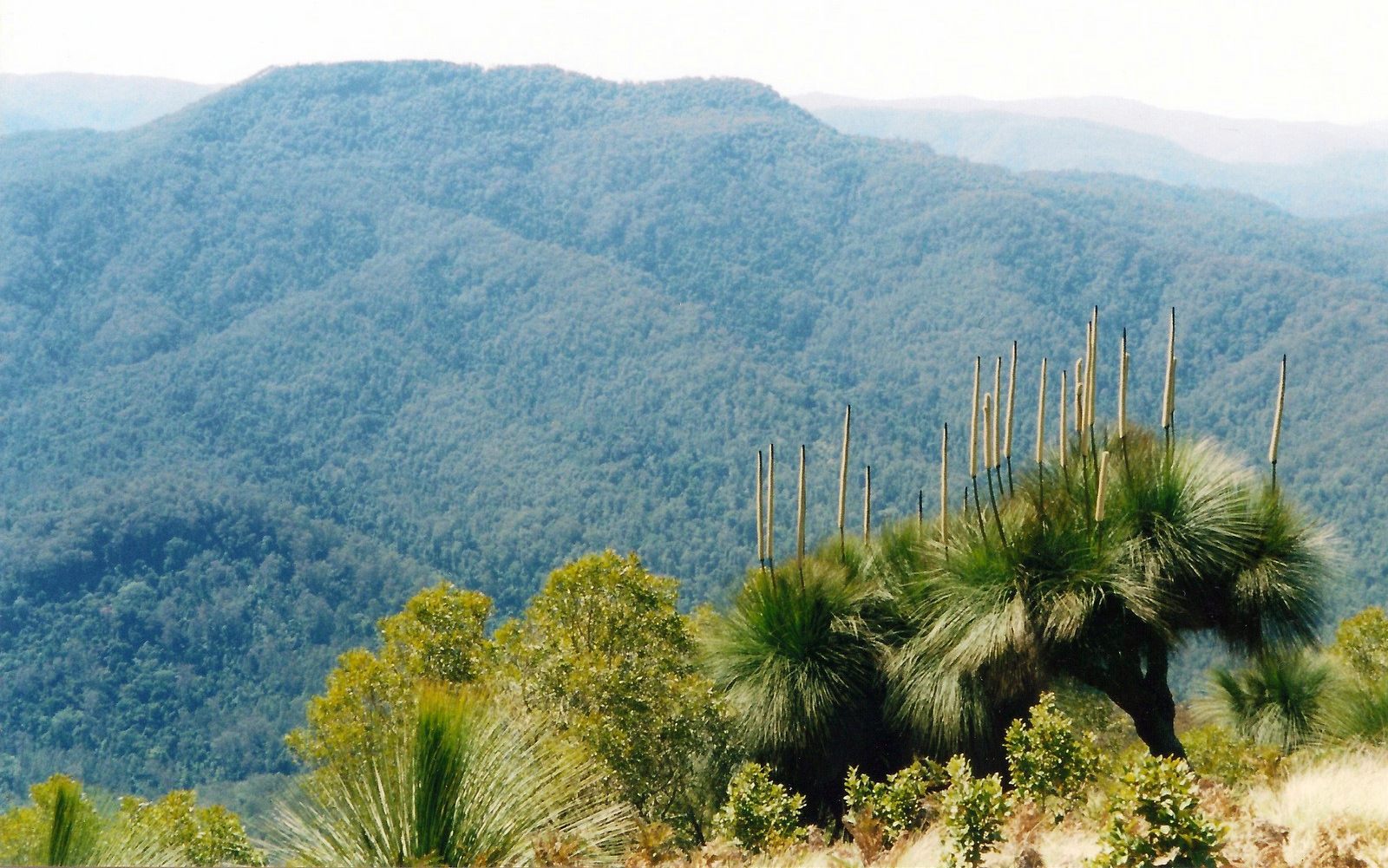 Some North Coast State Forests open ahead of Australia Day weekend