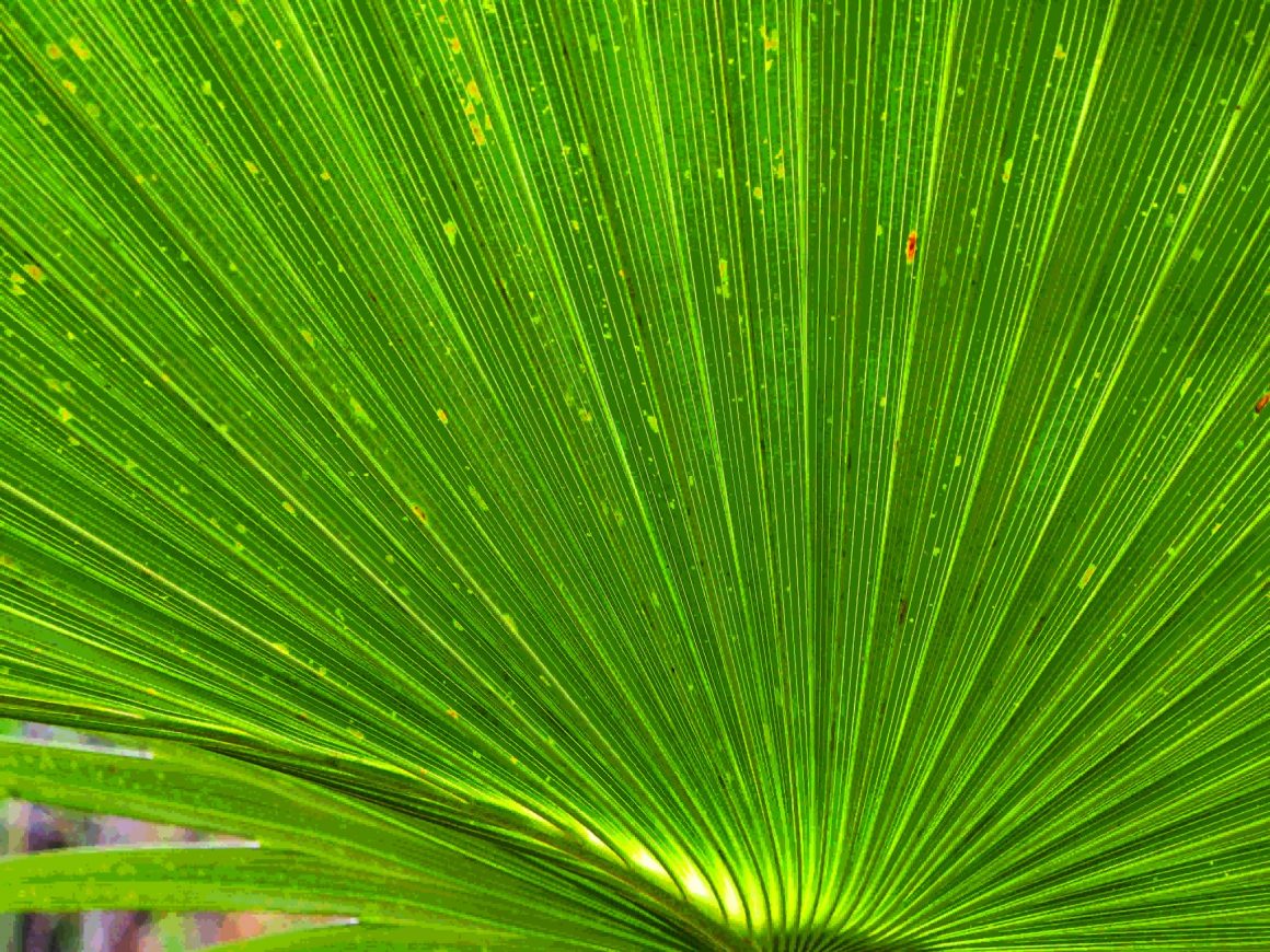 Ex Army Unimog - road trip