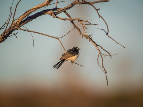 Pc037 Willie Wagtail Madigan 90