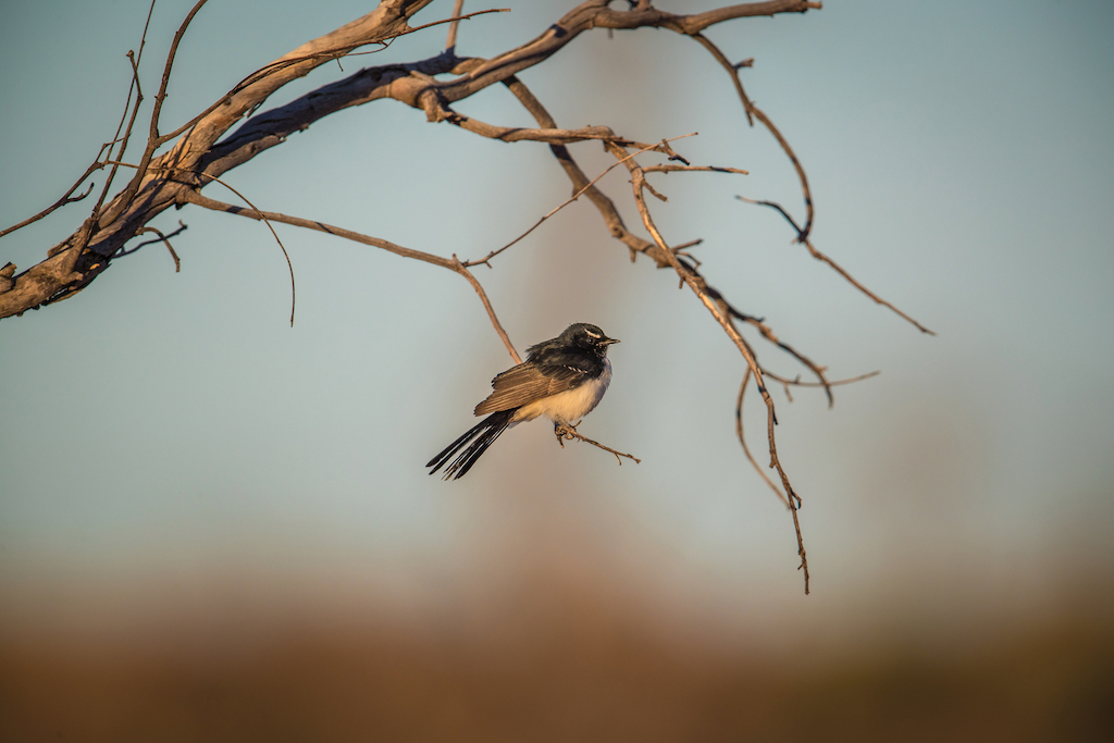 Willie Wagtail: Species Spotlight