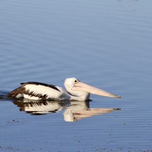 Pelican On Dam