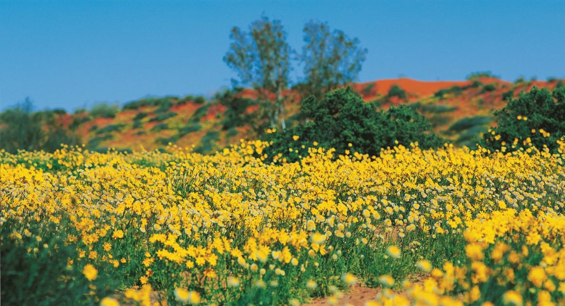 Simpson Desert Wildflowers Credit TEQ Pat Callinan's 4X4 Adventures
