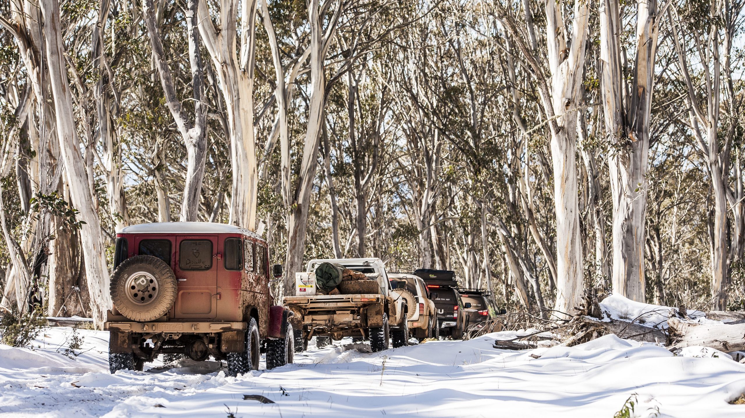 A convoy of 4X4s heading into a snowy forest
