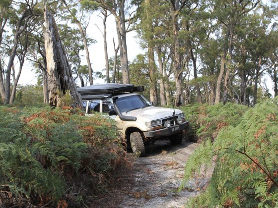 tasmaniaTIGHT TRAILS ON JEEP TRAIL
