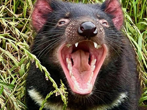 advice-species-spotlight-tasmanian-devil-1