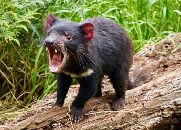 advice-species-spotlight-tasmanian-devil-2