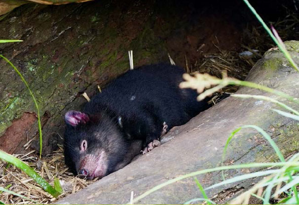 advice-species-spotlight-tasmanian-devil-3