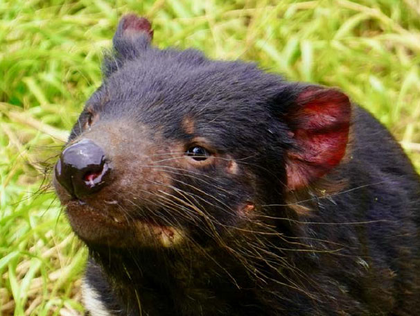 advice-species-spotlight-tasmanian-devil-4