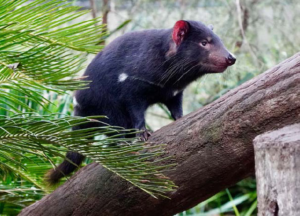 advice-species-spotlight-tasmanian-devil-5