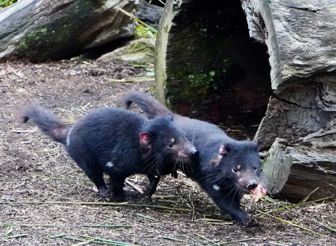 advice-species-spotlight-tasmanian-devil-6