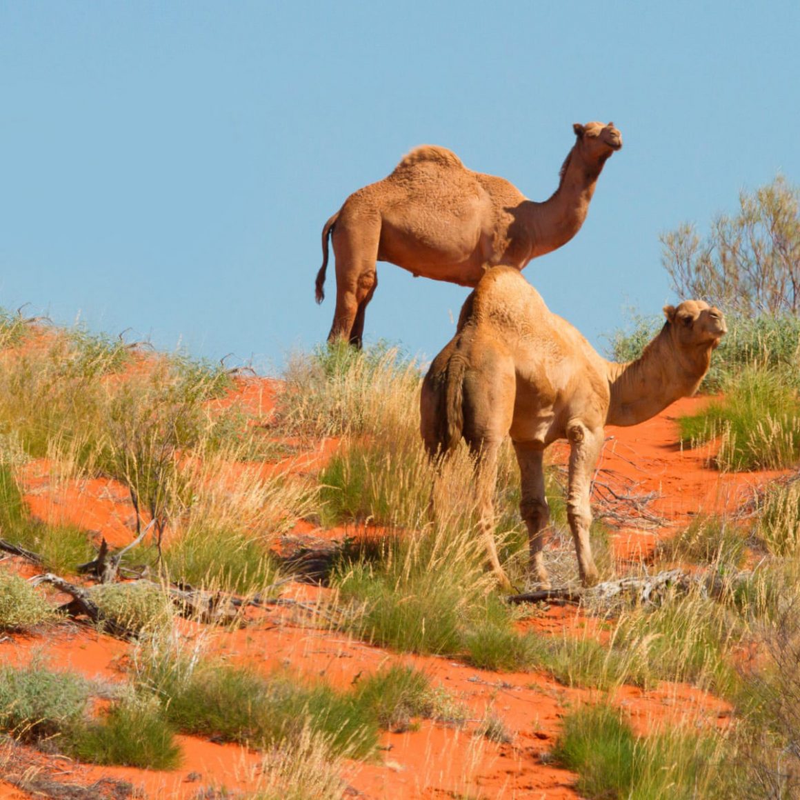 wills camels