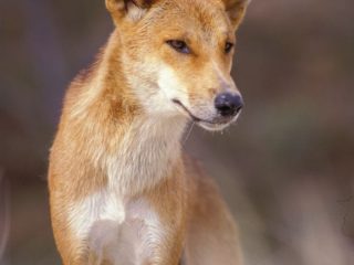 Adult Dingo ears always stick up