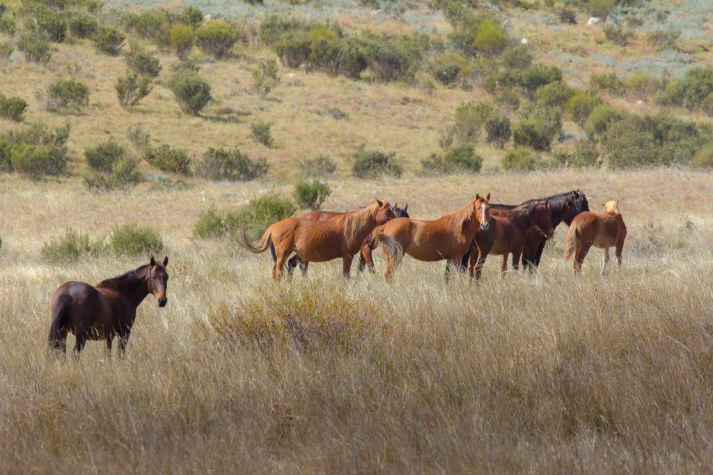 brumbies
